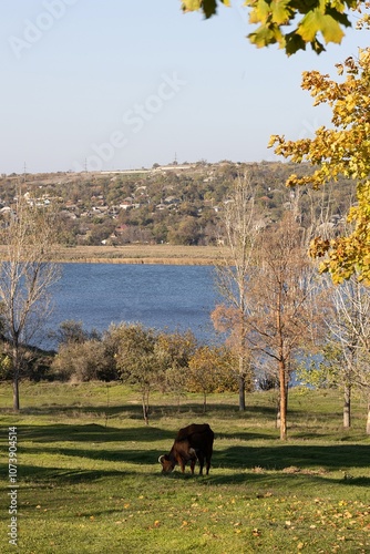Obraz na płótnie Autumn. A Cow Grazing on the River Bank w salonie