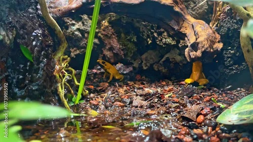 two  golden poison frog (Phyllobates terribilis), golden dart frog or golden poison arrow frog  sitting on natural rainforest ground under a tree root moving the throat, water flowing from rock