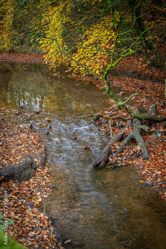 Borsdane Woods, on the border of Hindley, Wigan, and Westhoughton, Bolton, in autumn