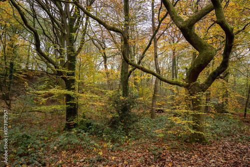 Borsdane Woods, on the border of Hindley, Wigan, and Westhoughton, Bolton, in autumn.