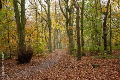 Borsdane Woods, on the border of Hindley, Wigan, and Westhoughton, Bolton, in autumn.