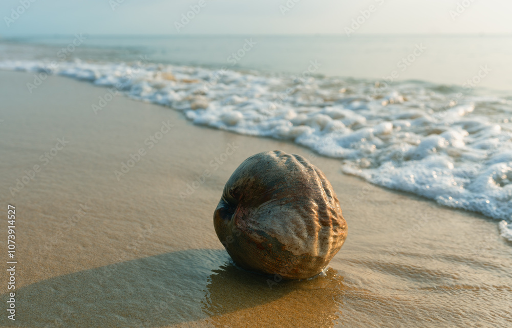 A lone coconut on the beach against the sunset sea. The soft sunlight gives the scene a warm tone A lone coconut on the beach against the sunset sea. The soft sunlight gives the scene a warm tone