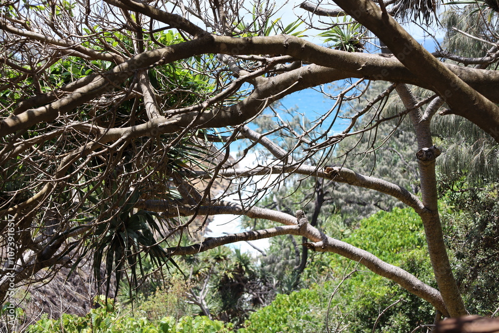 thick tree boughs overhead in dense forest thick tree boughs overhead in dense forest
