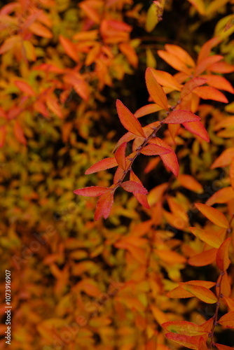葉紅葉　　ユキヤナギ