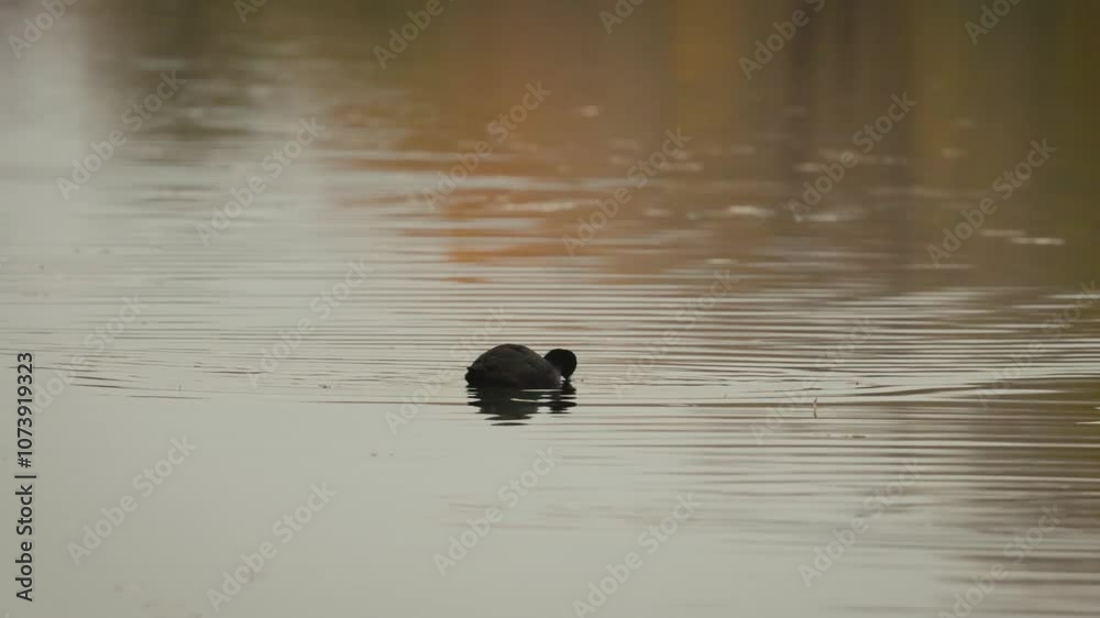 Moorhens and other birds on an autumn lake.