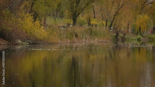 Wallpaper Mural Moorhens and other birds on an autumn lake. Torontodigital.ca
