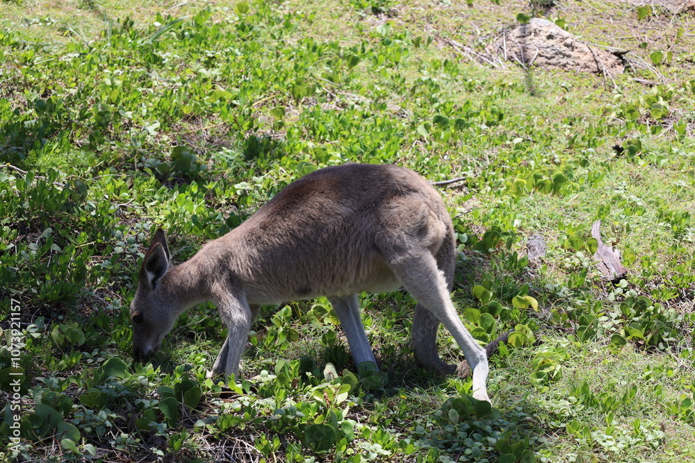 adult kangaroo grazing on rich grass in shade adult kangaroo grazing on rich grass in shade