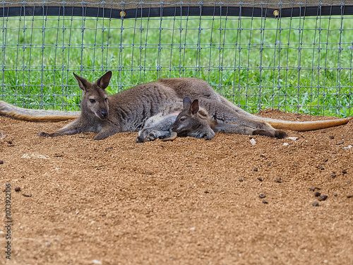 A mother wallaby and her little joey resting. A wallaby is a small or middle-sized macropod native to Australia and New Guinea. photo