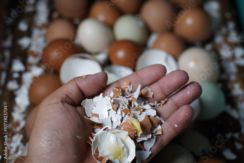 egg shells in a hand