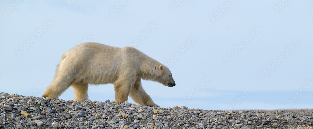 Polar bear (Ursus maritimus) on land in summer, Svalbard, Norway
