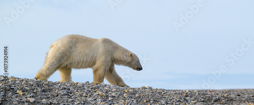 Obraz na płótnie Polar bear (Ursus maritimus) on land in summer, Svalbard, Norway w salonie