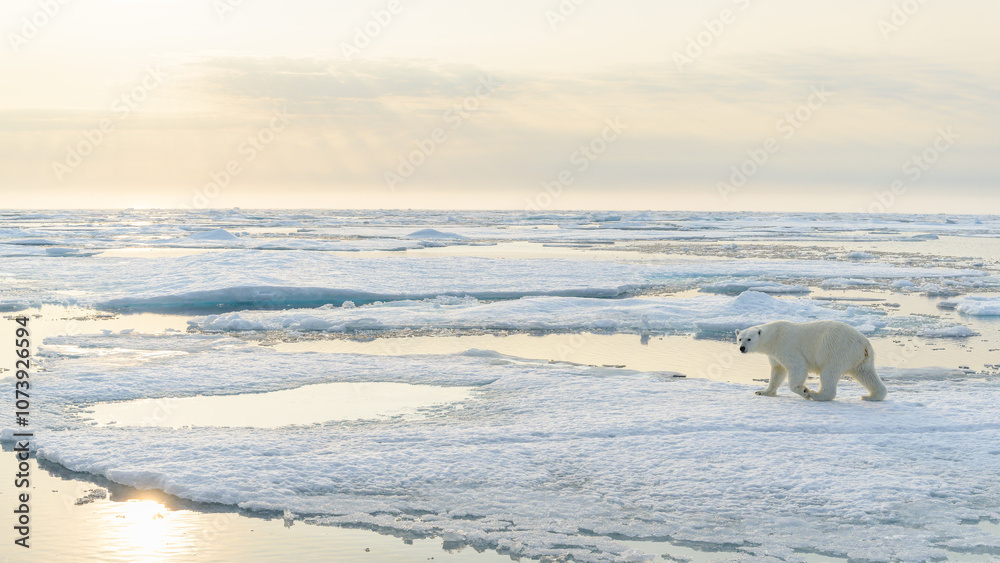 Polar bear (Ursus maritimus) on ice and snow, Svalbard, Norway