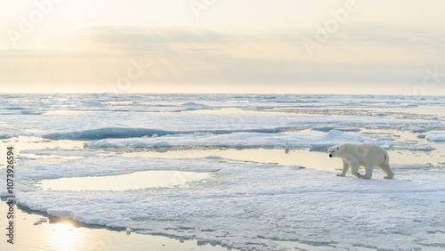Obraz na płótnie Polar bear (Ursus maritimus) on ice and snow, Svalbard, Norway w salonie