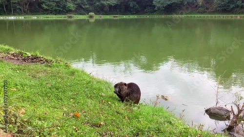 A Nutria, Coypu ( Myocastor coypus) cleaning in near plan