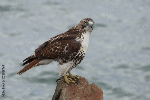 The red-tailed hawk (Buteo jamaicensis) is a bird of prey that breeds throughout most of North America.