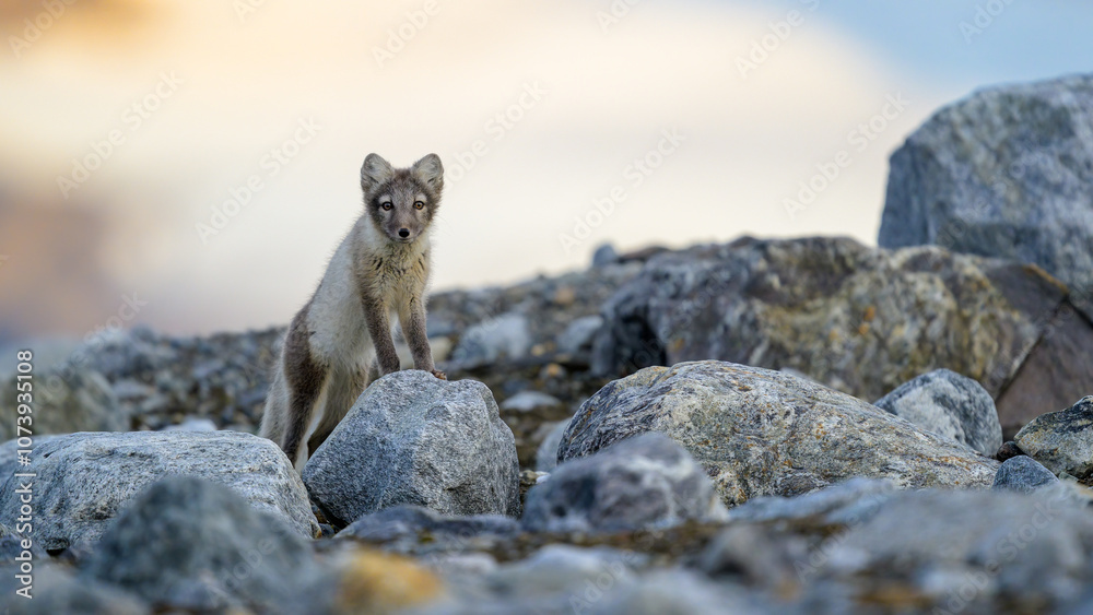 Arctic fox (Alopex lagopus) in rocky landscape, Svalbard