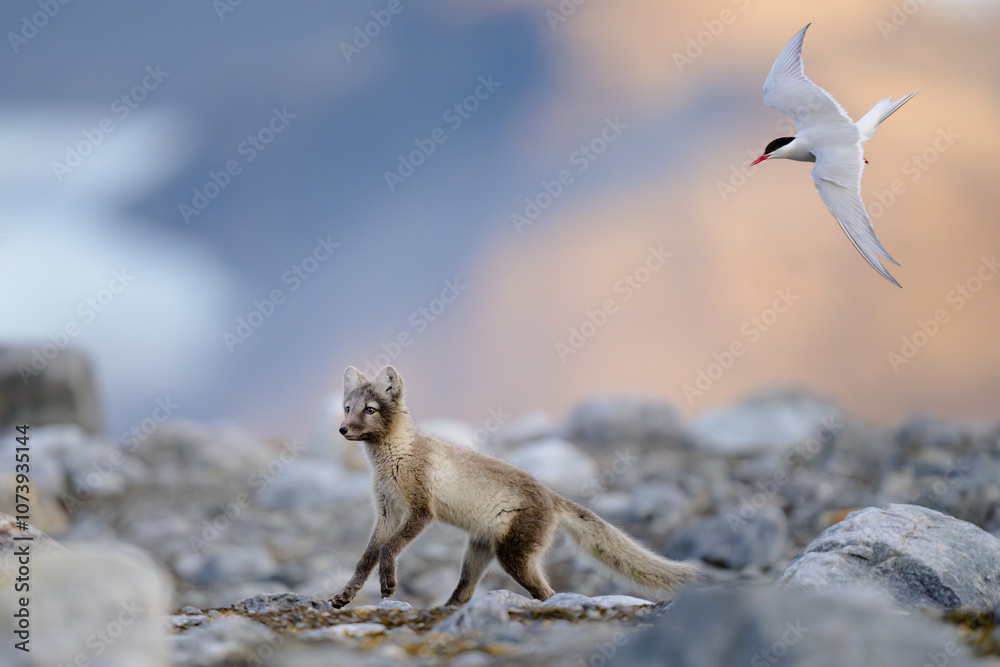 Arctic fox (Alopex lagopus) in rocky landscape, Svalbard