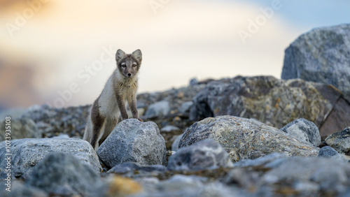 Obraz na płótnie Arctic fox (Alopex lagopus) in rocky landscape, Svalbard w salonie