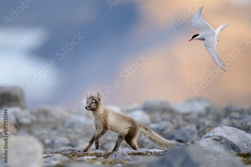 Arctic fox (Alopex lagopus) in rocky landscape, Svalbard photo