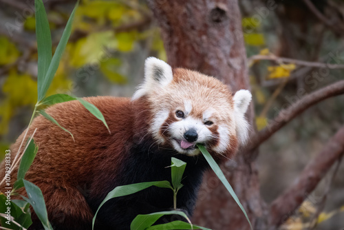 A red panda eating bamboo. photo