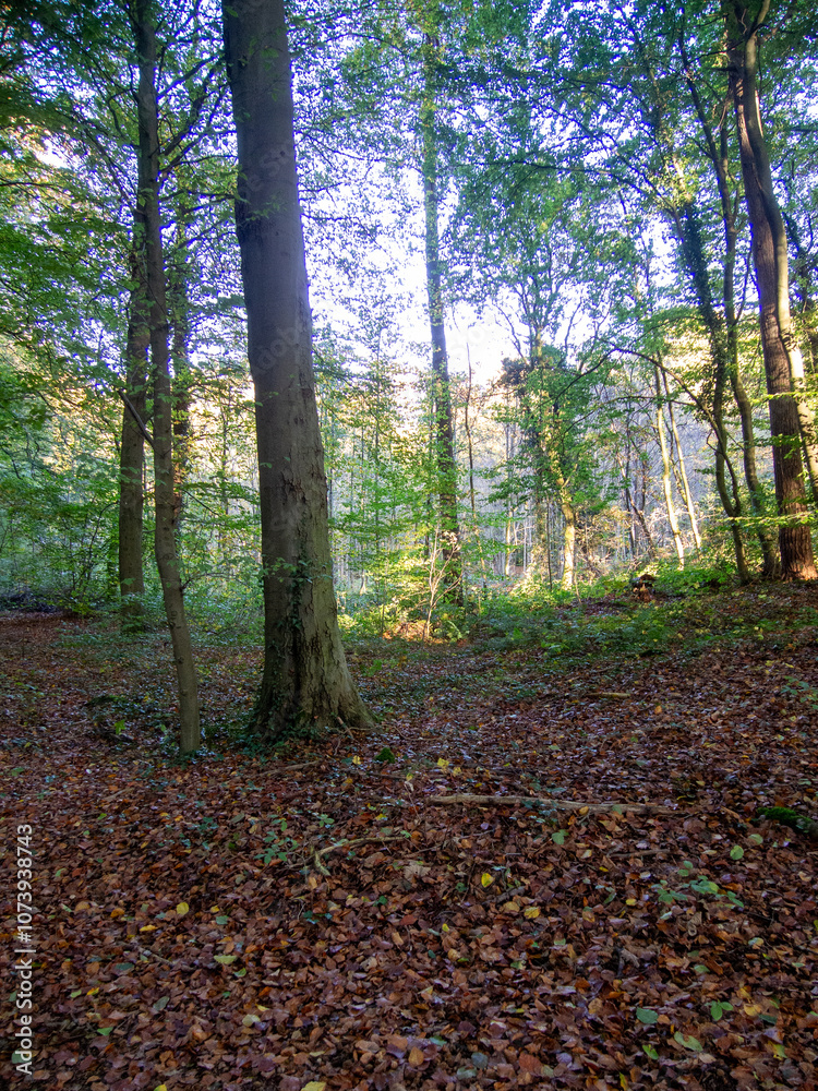 trees and leaves in forrest , woodland with sunlight trees and leaves in forrest , woodland with sunlight