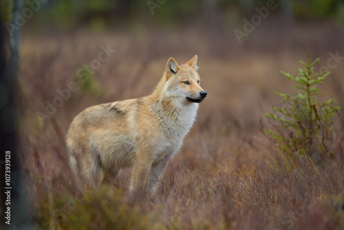 Young grey wolf (Canis lupus) in autumn