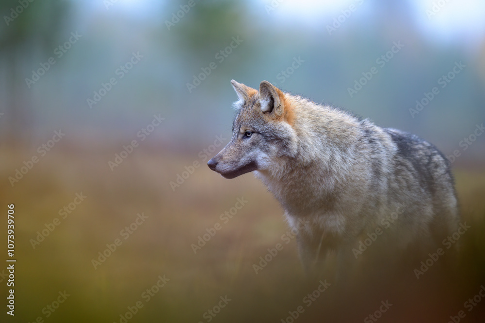 Young grey wolf (Canis lupus) in autumn