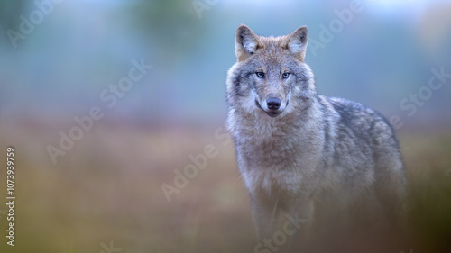 Young grey wolf (Canis lupus) in autumn