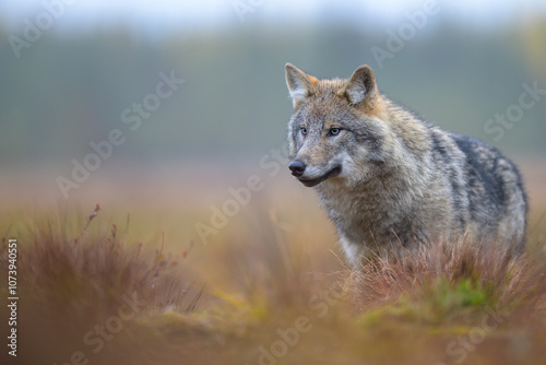 Obraz na płótnie Young grey wolf (Canis lupus) in autumn w salonie
