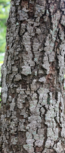 Rustic rainforest tree bark texture