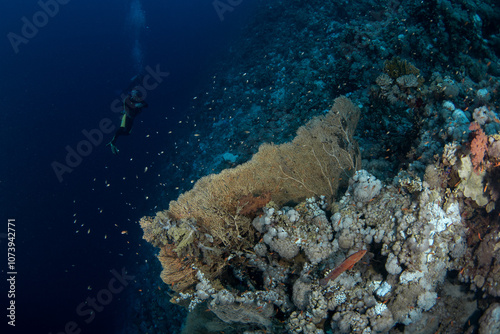 Subergorgia mollis coral in Egypt shallow sea. A lot of corals during dive in Red Sea. Abundant marine life on the coral reef. Subergorgiidae coral garden in Red sea. photo