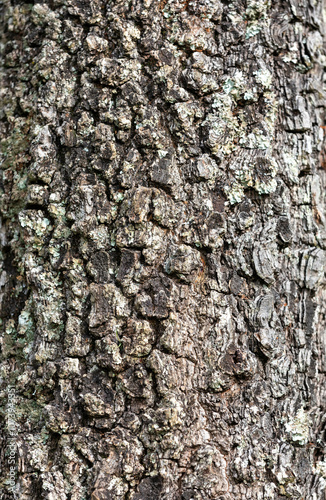 Rustic rainforest tree bark texture