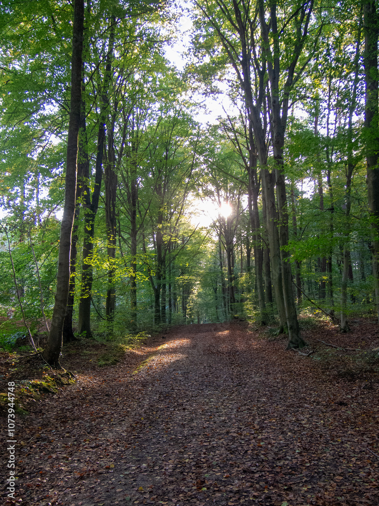 Obraz premium trees and leaves in forrest , woodland with sunlight 