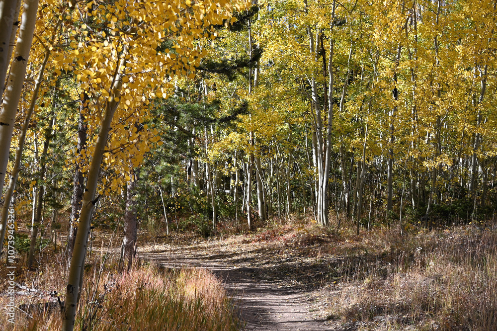 Obraz premium Path through the Forest