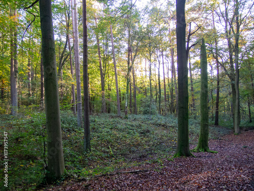 trees and leaves in forrest , woodland with sunlight 