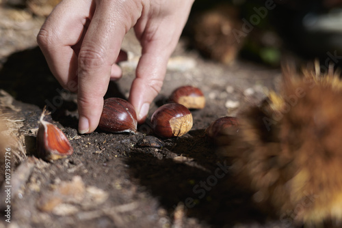 Chestnuts harvest