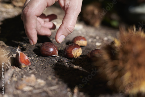 Chestnuts harvest