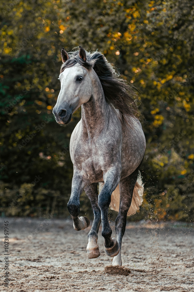 Obraz premium Udidor