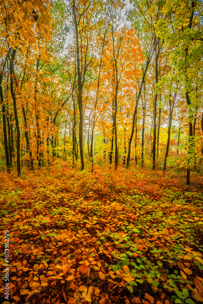 Fototapeta premium Beautiful autumn forest at the morning,colorful picyure with a lot of arange and yellow colors.Autumn landscape in the woodlands.Maple trees in the forest , orange forest .Fall landscape . 