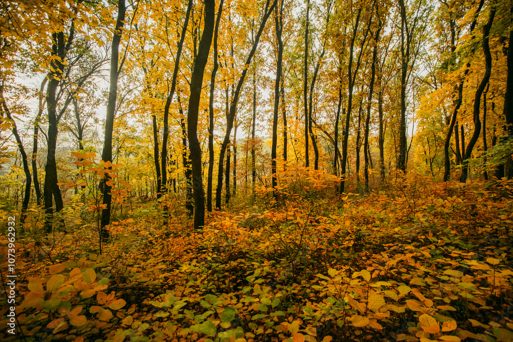 Fototapeta premium Beautiful autumn forest at the morning,colorful picyure with a lot of arange and yellow colors.Autumn landscape in the woodlands.Maple trees in the forest , orange forest .Fall landscape . 
