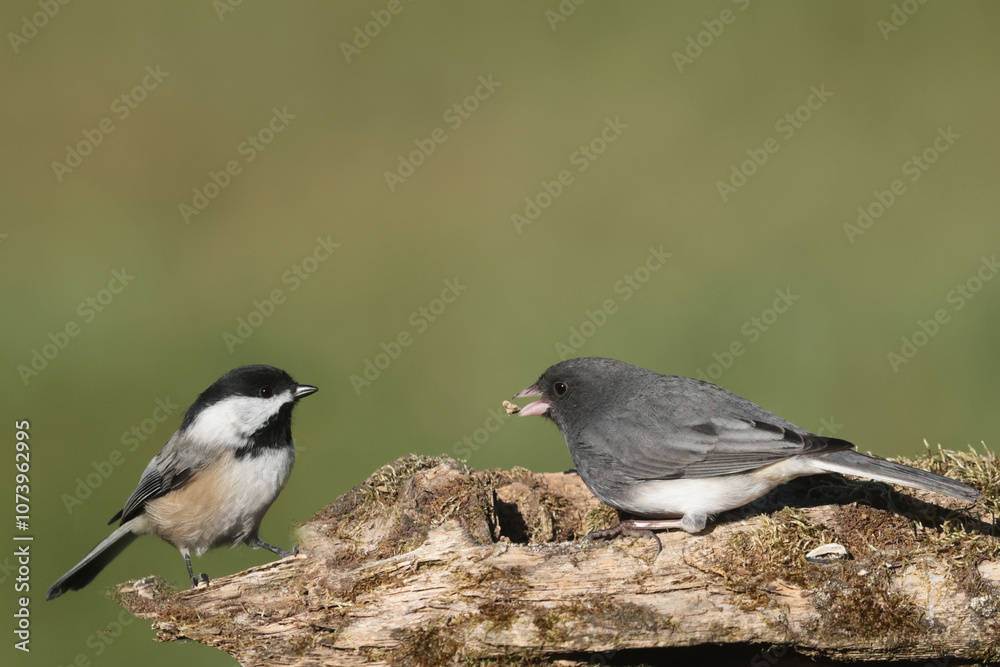 Chicakdees and Juncos uneasy alliance Chicakdees and Juncos uneasy alliance