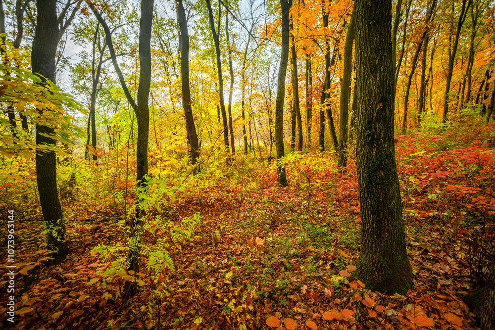 Fototapeta premium Beautiful autumn forest at the morning,colorful picyure with a lot of arange and yellow colors.Autumn landscape in the woodlands.Maple trees in the forest , orange forest .Fall landscape . 