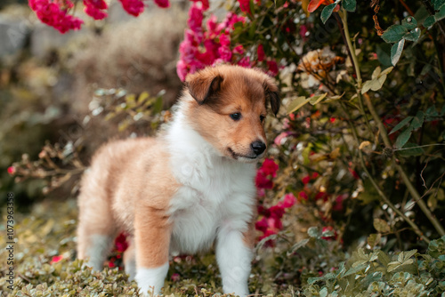 Collie mit Blumen photo