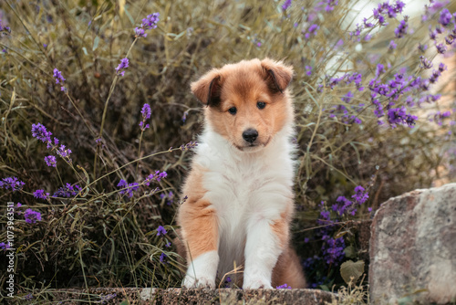 Collie mit Blumen photo