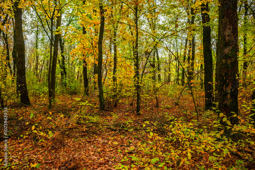 Fall landscape in the forest at morning,golden and orange colors .Beautiful autumn landscape in the woodlands, landscape with trees and leaves.Orange leaves,beautiful maple trees.Ukraine forest Fall landscape in the forest at morning,golden and orange colors .Beautiful autumn landscape in the woodlands, landscape with trees and leaves.Orange leaves,beautiful maple trees.Ukraine forest