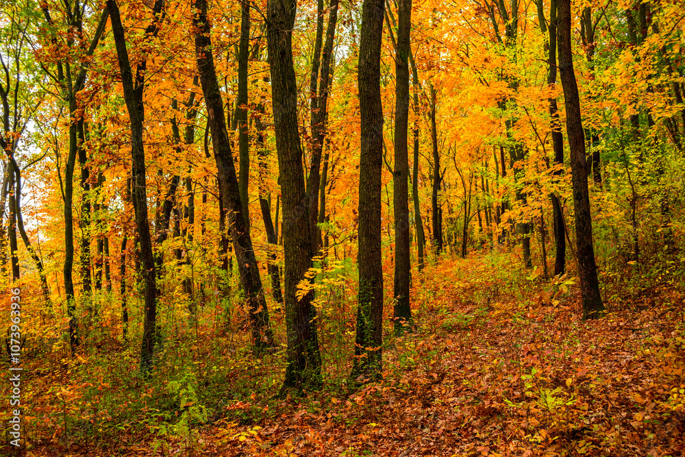 Fall landscape in the forest at morning,golden and orange colors .Beautiful autumn landscape in the woodlands, landscape with trees and leaves.Orange leaves,beautiful maple trees.Ukraine forest Fall landscape in the forest at morning,golden and orange colors .Beautiful autumn landscape in the woodlands, landscape with trees and leaves.Orange leaves,beautiful maple trees.Ukraine forest