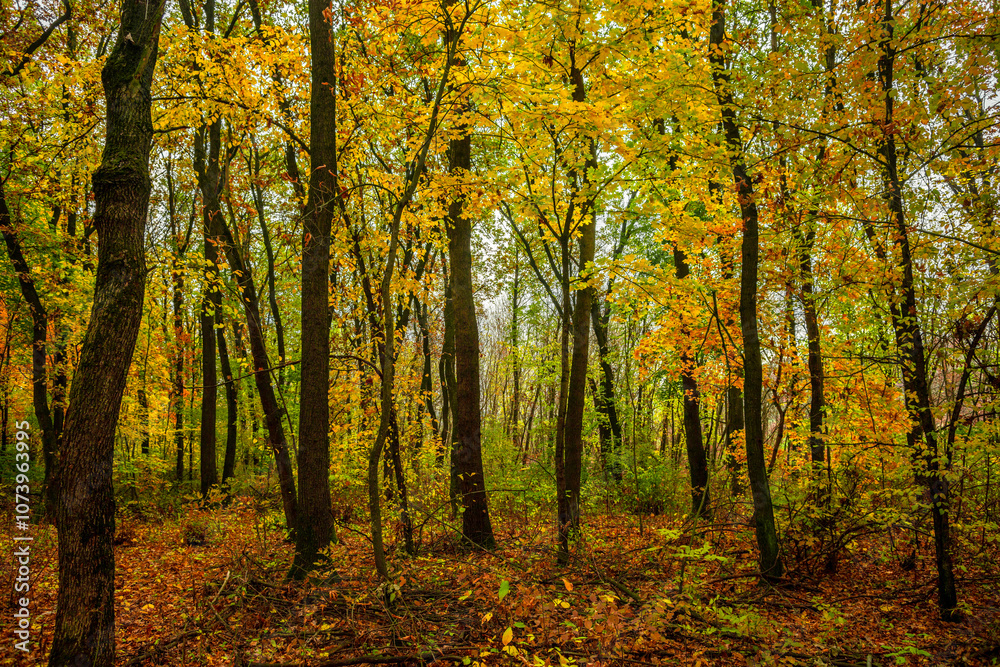 Fall landscape in the forest at morning,golden and orange colors .Beautiful autumn landscape in the woodlands, landscape with trees and leaves.Orange leaves,beautiful maple trees.Ukraine forest Fall landscape in the forest at morning,golden and orange colors .Beautiful autumn landscape in the woodlands, landscape with trees and leaves.Orange leaves,beautiful maple trees.Ukraine forest