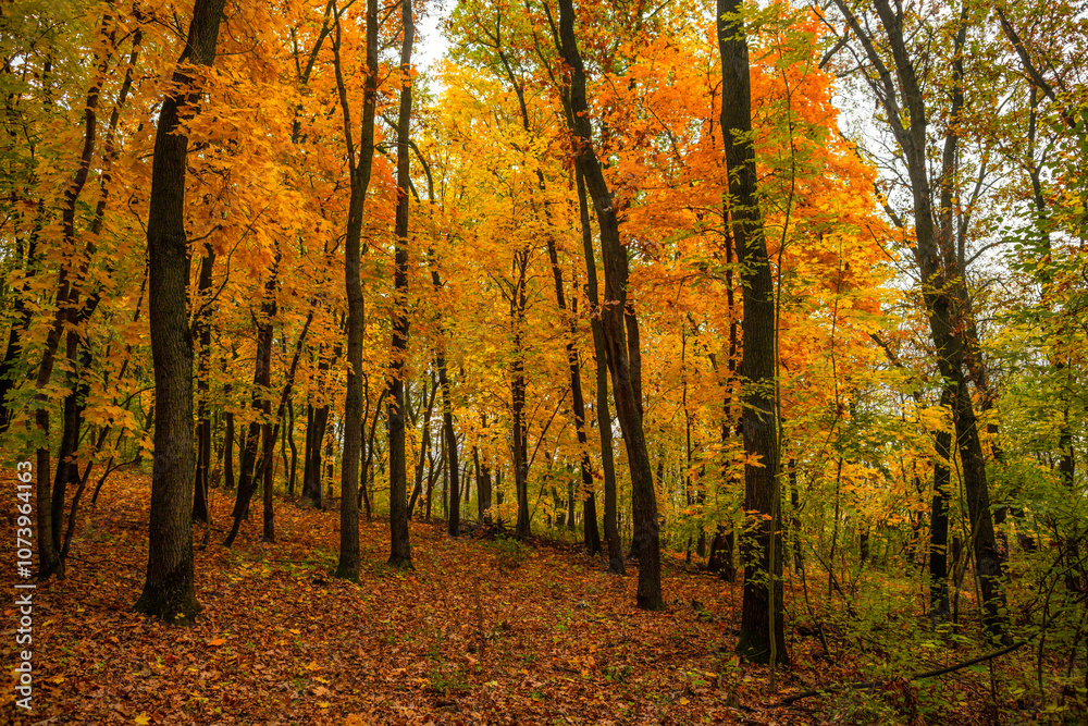 Fall landscape in the forest at morning,golden and orange colors .Beautiful autumn landscape in the woodlands, landscape with trees and leaves.Orange leaves,beautiful maple trees.Ukraine forest Fall landscape in the forest at morning,golden and orange colors .Beautiful autumn landscape in the woodlands, landscape with trees and leaves.Orange leaves,beautiful maple trees.Ukraine forest