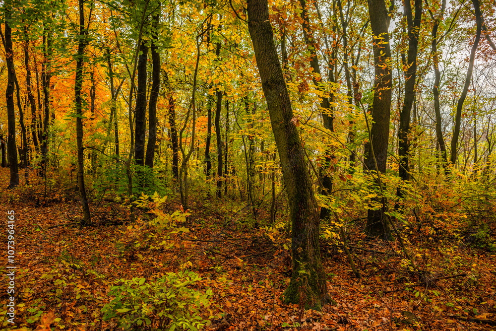 Fall landscape in the forest at morning,golden and orange colors .Beautiful autumn landscape in the woodlands, landscape with trees and leaves.Orange leaves,beautiful maple trees.Ukraine forest Fall landscape in the forest at morning,golden and orange colors .Beautiful autumn landscape in the woodlands, landscape with trees and leaves.Orange leaves,beautiful maple trees.Ukraine forest