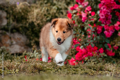 Collie mit Blumen photo